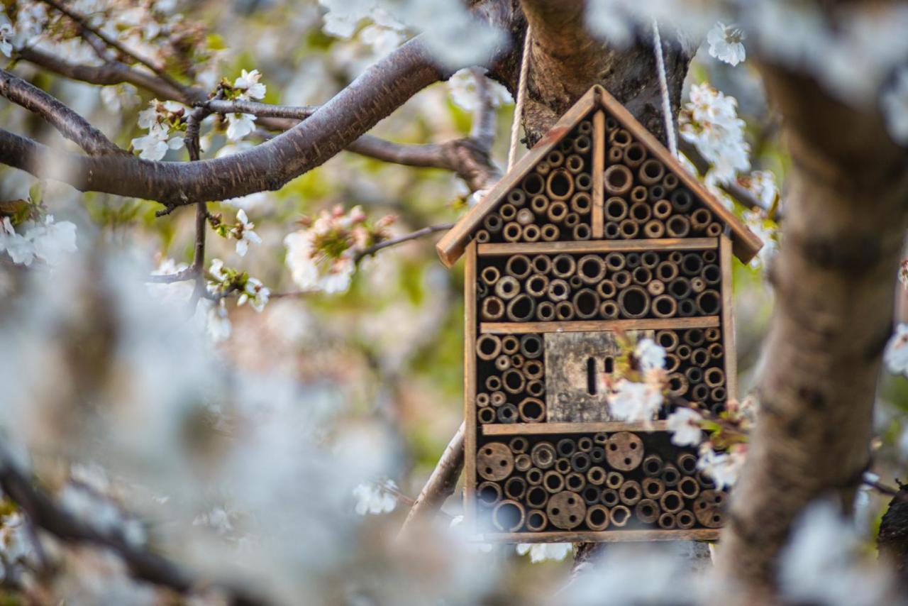 Glamping El Jardin De Delizias Valle Del Jerte (adults Only) Casas del Castañar